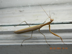 Mantis religiosa