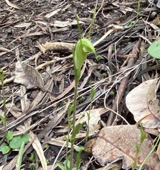 Pterostylis setulosa