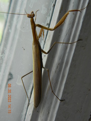 Mantis religiosa