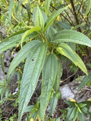 Boehmeria densiflora