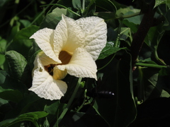 Momordica cochinchinensis