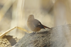 Phoenicurus auroreus