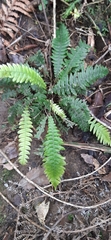 Blechnum chambersii