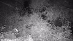 Nyctereutes procyonoides