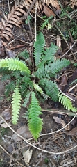 Blechnum chambersii