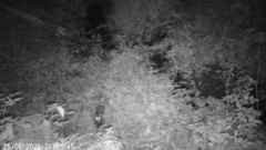 Nyctereutes procyonoides