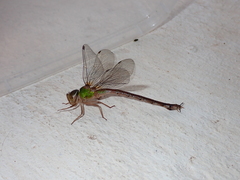 Gynacantha saltatrix