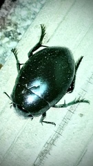 Hydrophilus ovatus