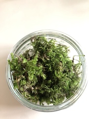 Mnium hornum