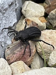 Talaurinus impressicollis