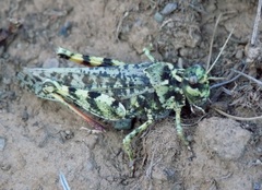 Angaracris barabensis