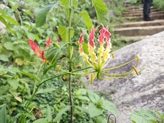 Gloriosa superba