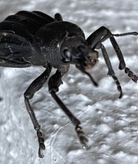 Talaurinus impressicollis