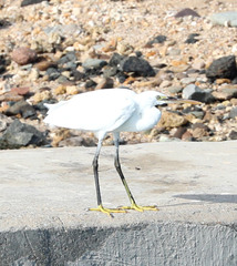 Egretta gularis