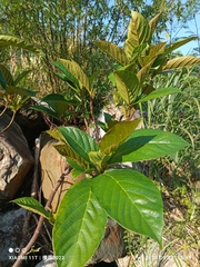 Ficus benguetensis