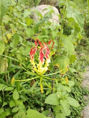 Gloriosa superba