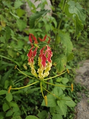 Gloriosa superba
