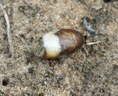 Campopleginae
