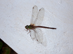 Gynacantha saltatrix