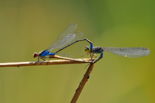 Small Red-eyed Damselfly