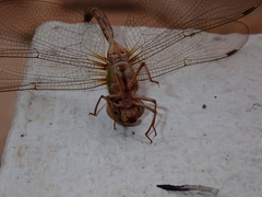 Gynacantha saltatrix