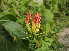 Gloriosa superba