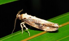 Atomotricha isogama