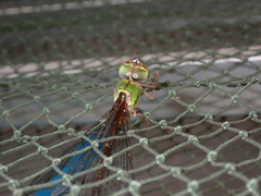 Gynacantha saltatrix