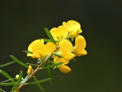 Pultenaea flexilis