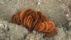 Crinoidea