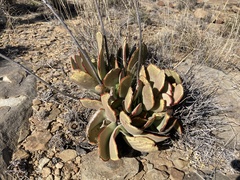 Cotyledon orbiculata