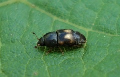 Carpophilus hemipterus