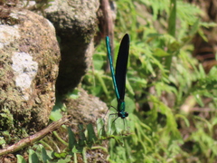 Matrona cyanoptera