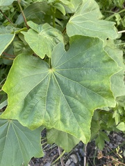 Hibiscus makinoi
