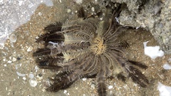 Crinoidea