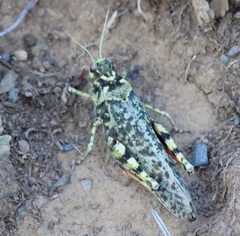 Angaracris barabensis