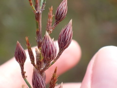 Cylindrococcus spiniferus