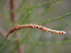 Cylindrococcus spiniferus