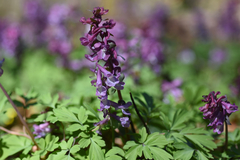 Corydalis cava