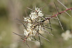 Hakea teretifolia
