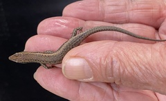 Cryptoblepharus
