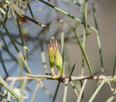 Hakea teretifolia