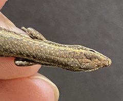 Cryptoblepharus