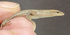 Cryptoblepharus