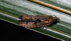 Cryptaspasma querula