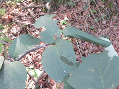 Phostria harutai
