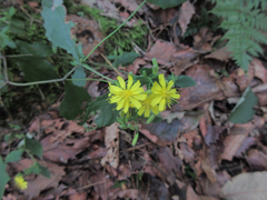 Crepidiastrum denticulatum