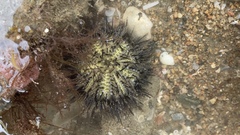 Temnopleurus toreumaticus