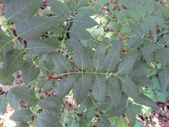 Picrasma quassioides