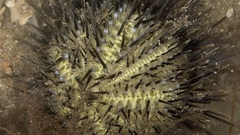 Temnopleurus toreumaticus